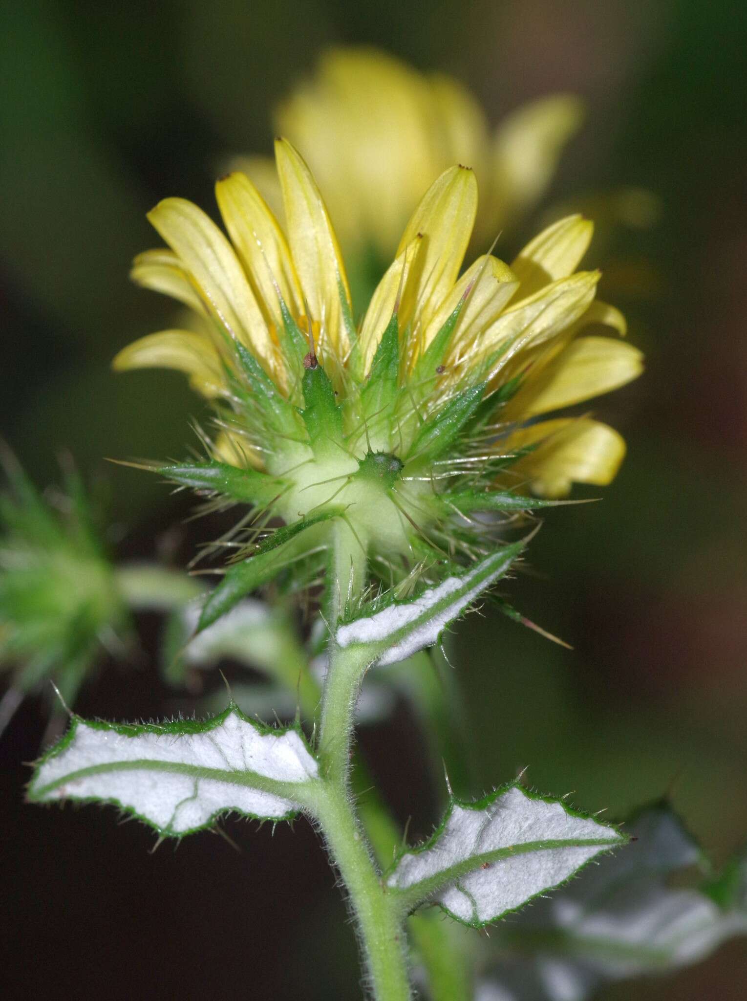 Image of Berkheya erysithales (DC.) Roessler