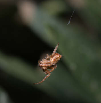 Image of Salsa brisbanae (L. Koch 1867)