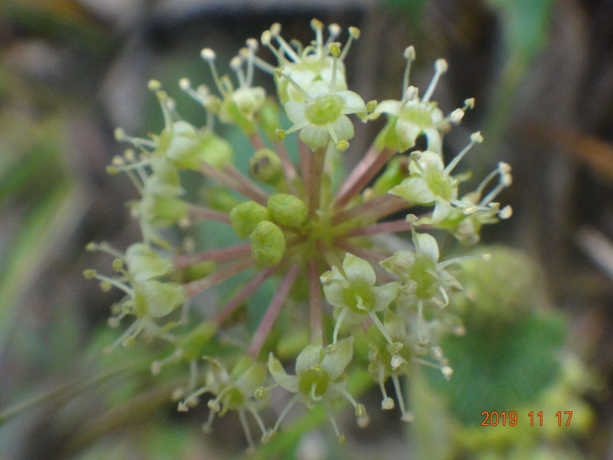 Image of Hydrocotyle laxiflora DC.