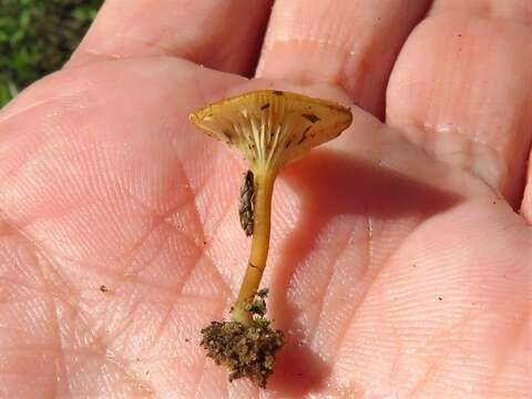 Image of Crepidotus subfulviceps (Murrill) Aime, Vila & P.-A. Moreau 2009