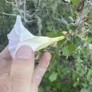 Image of Ipomoea jicama T. S. Brandeg.