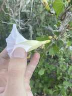 Image of Ipomoea jicama T. S. Brandeg.