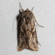 Image of Alfalfa Looper Moth