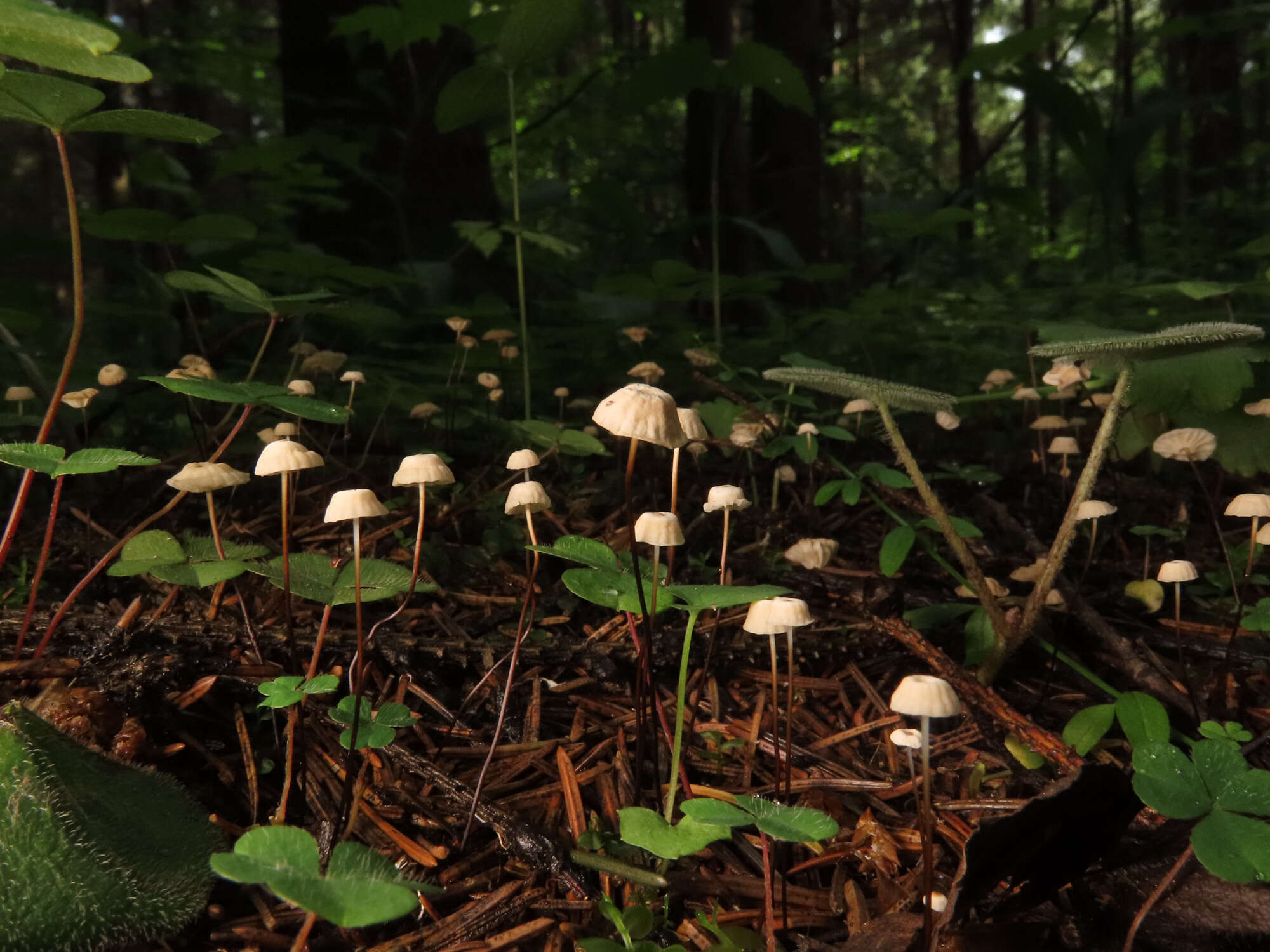 Imagem de Marasmius wettsteinii Sacc. & P. Syd. 1899