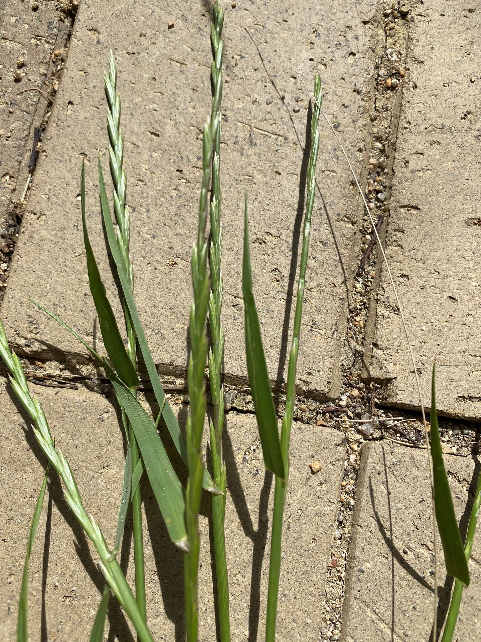 Image of Wimmera ryegrass