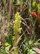 Image of Michael's rein orchid