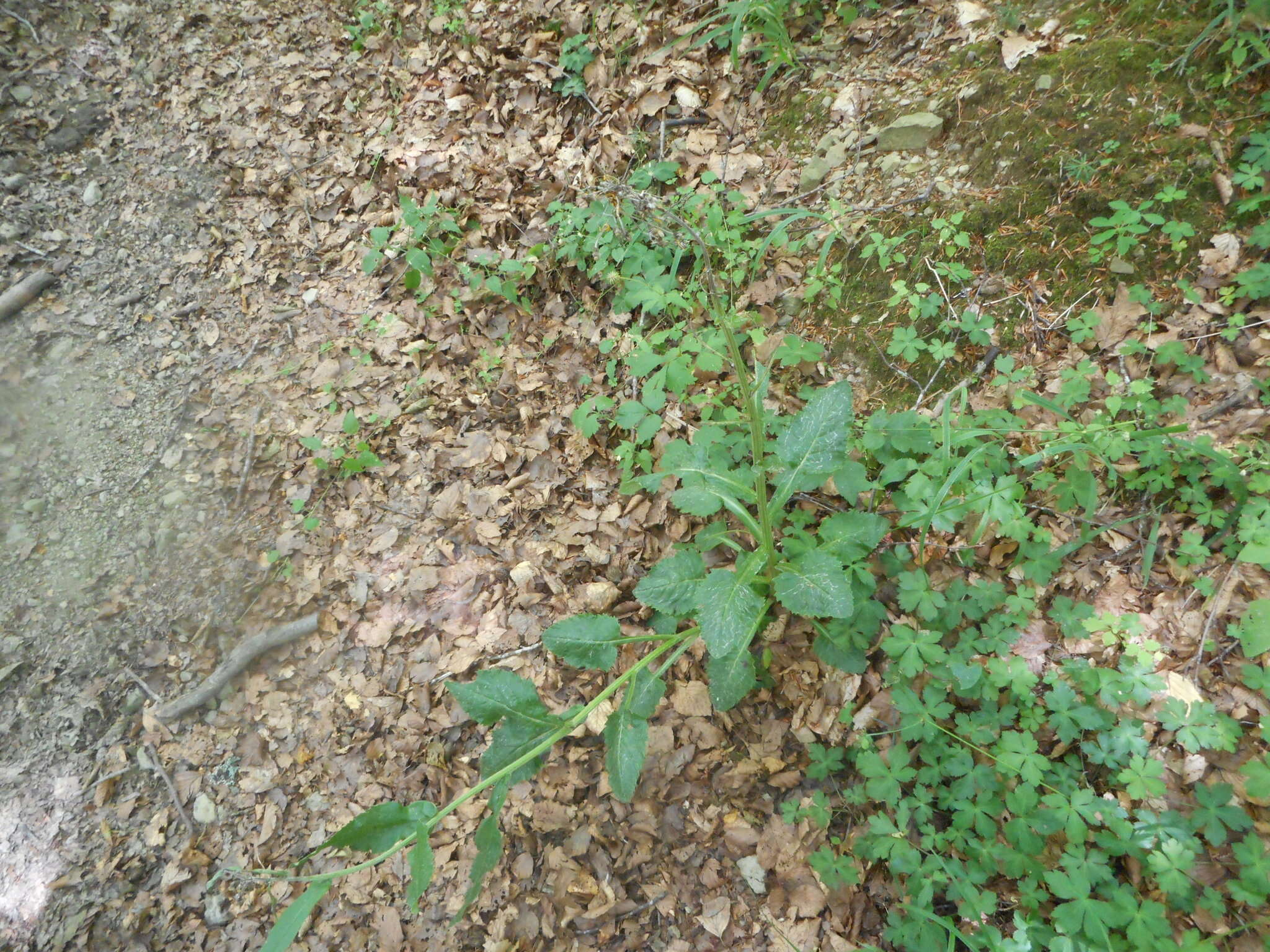 Tephroseris longifolia subsp. brachychaeta Greuter resmi