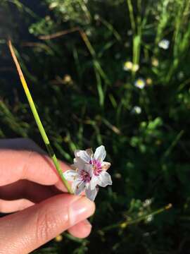 Sivun Wurmbea stricta (Burm. fil.) J. C. Manning & Vinn. kuva