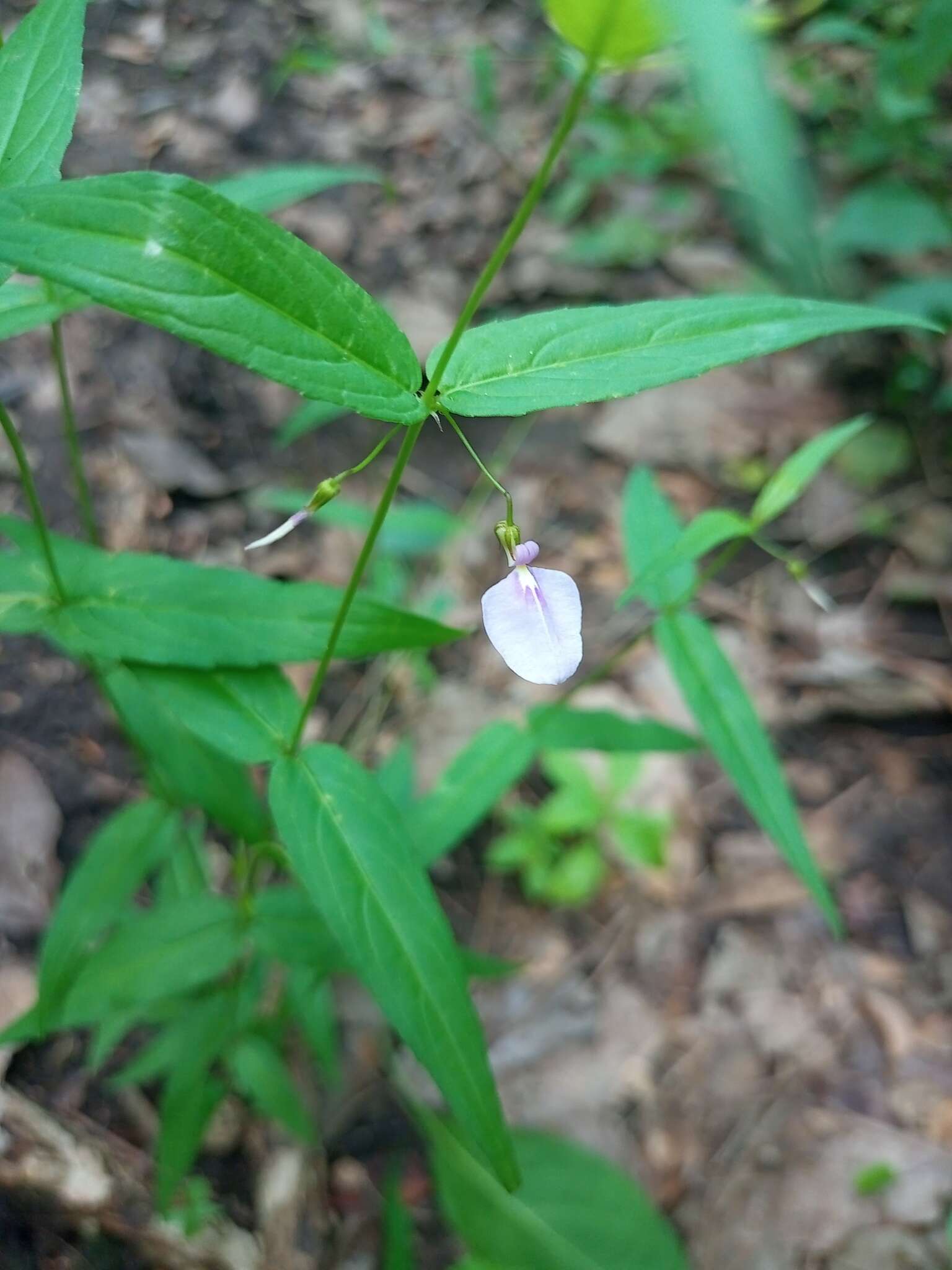 Image of Pombalia oppositifolia (L.) Paula-Souza