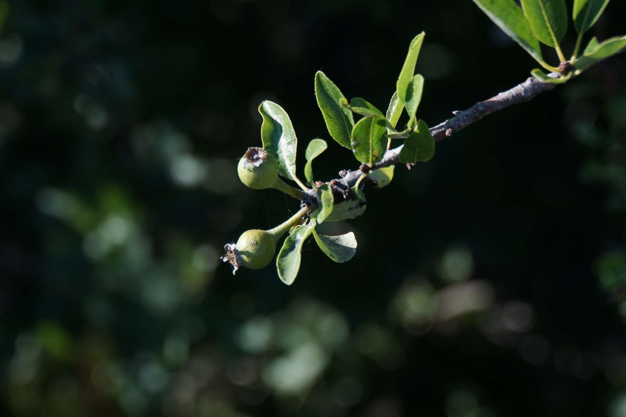 Plancia ëd Pyrus spinosa Forsk.