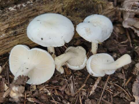 Image of Hygrophorus occidentalis A. H. Sm. & Hesler 1939