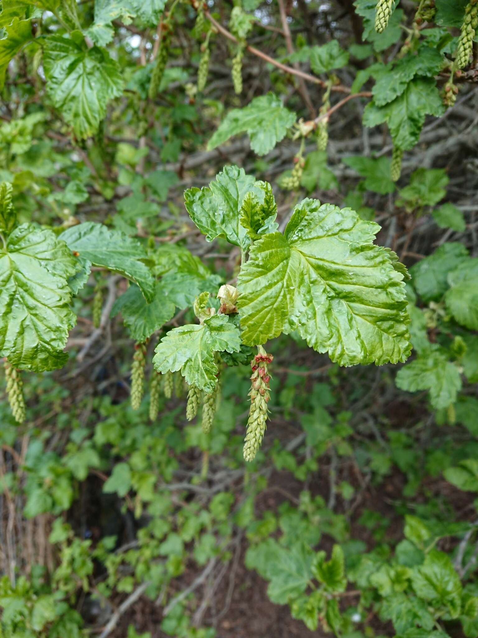 Image of Ribes magellanicum Poir.