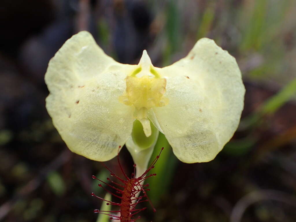 Image de Pterygodium platypetalum Lindl.