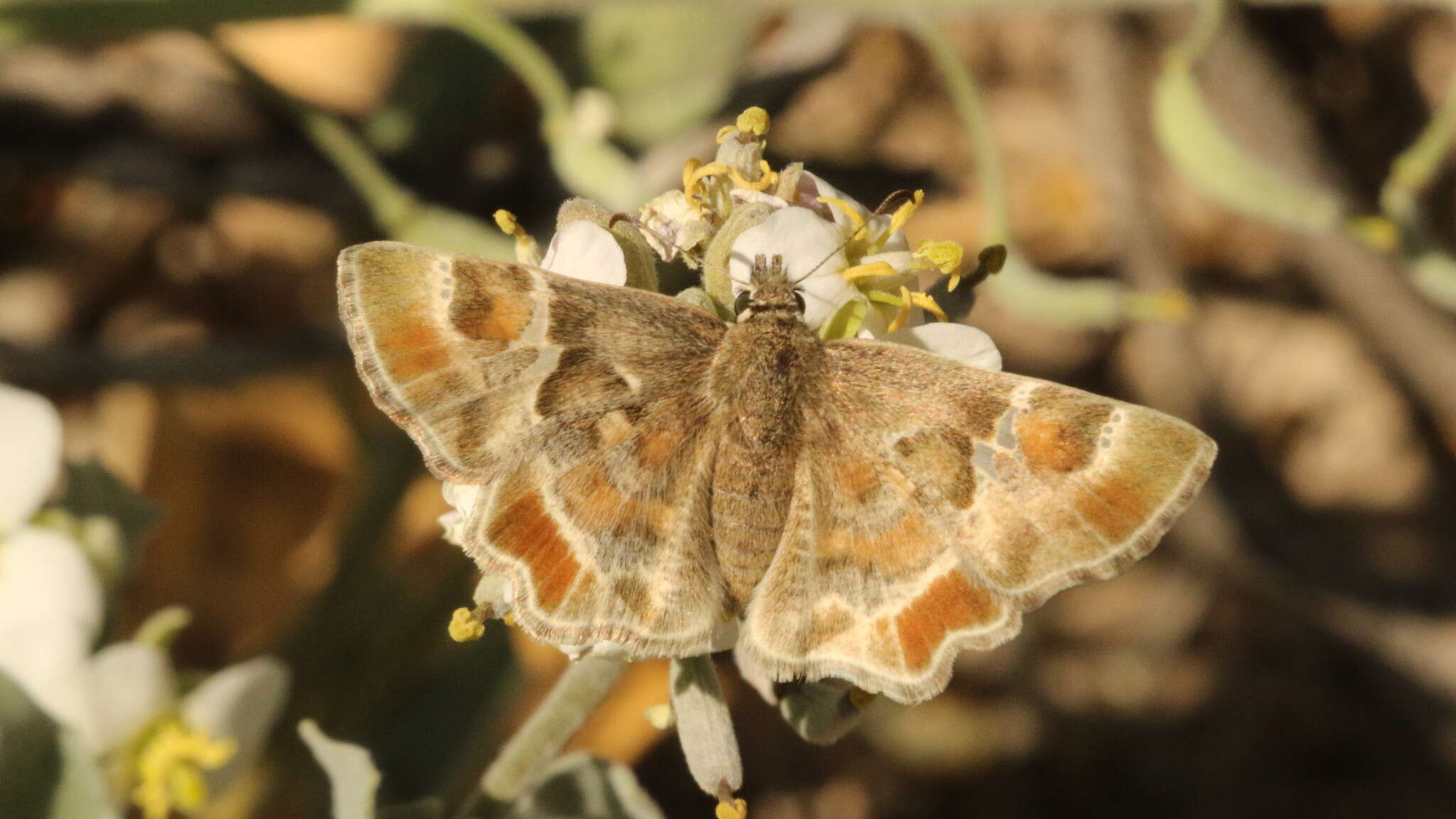 Image of Arizona Powdered-Skipper