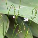 صورة Wahlenbergia lobelioides subsp. lobelioides