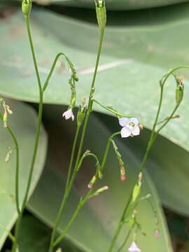 Image of Wahlenbergia lobelioides (L. fil.) Link