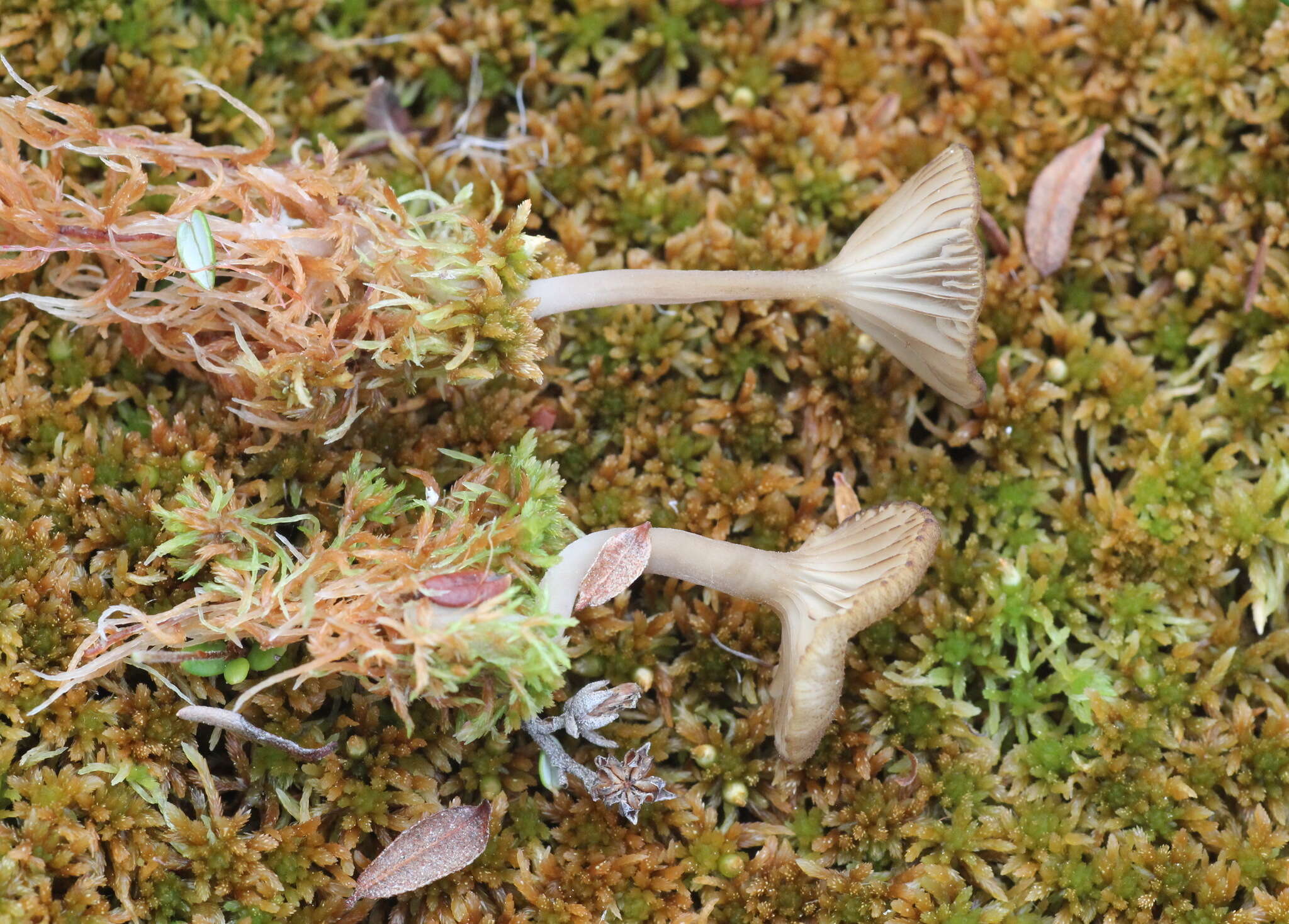 Image of Arrhenia sphagnicola (Berk.) Redhead, Lutzoni, Moncalvo & Vilgalys 2002