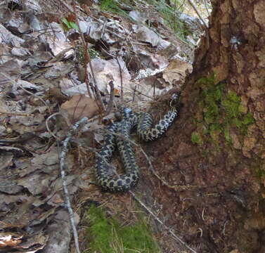 Image of Adder