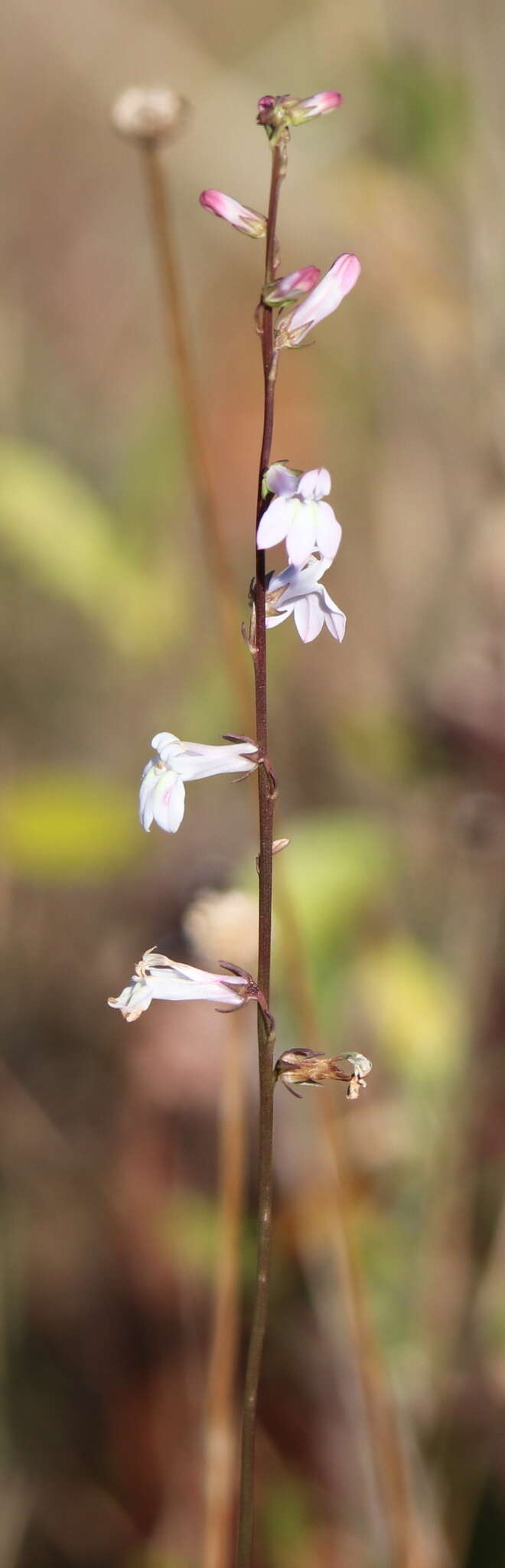 Sivun Lobelia floridana Chapm. kuva