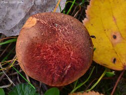 Image of Poplar Bolete