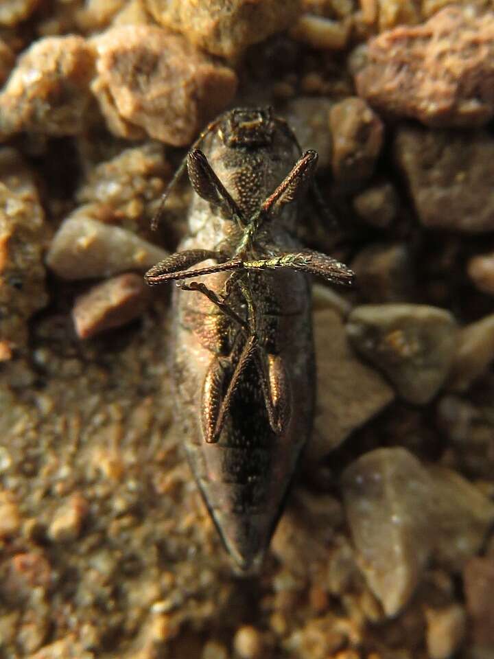 Image of Spectralia gracilipes (Melsheimer 1845)