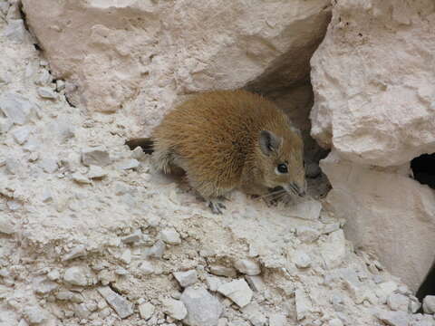 Image of Golden Spiny Mouse