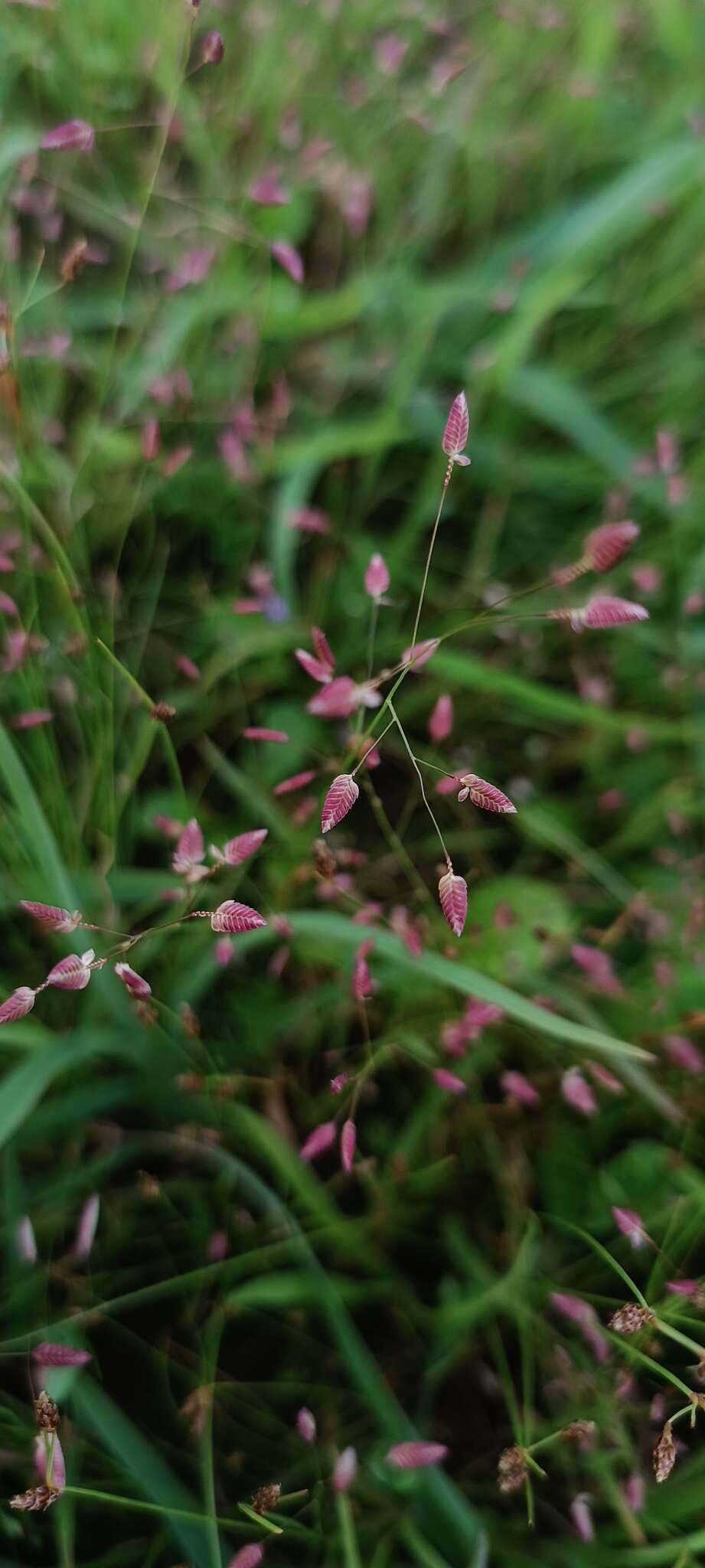 صورة Eragrostis unioloides (Retz.) Nees ex Steud.