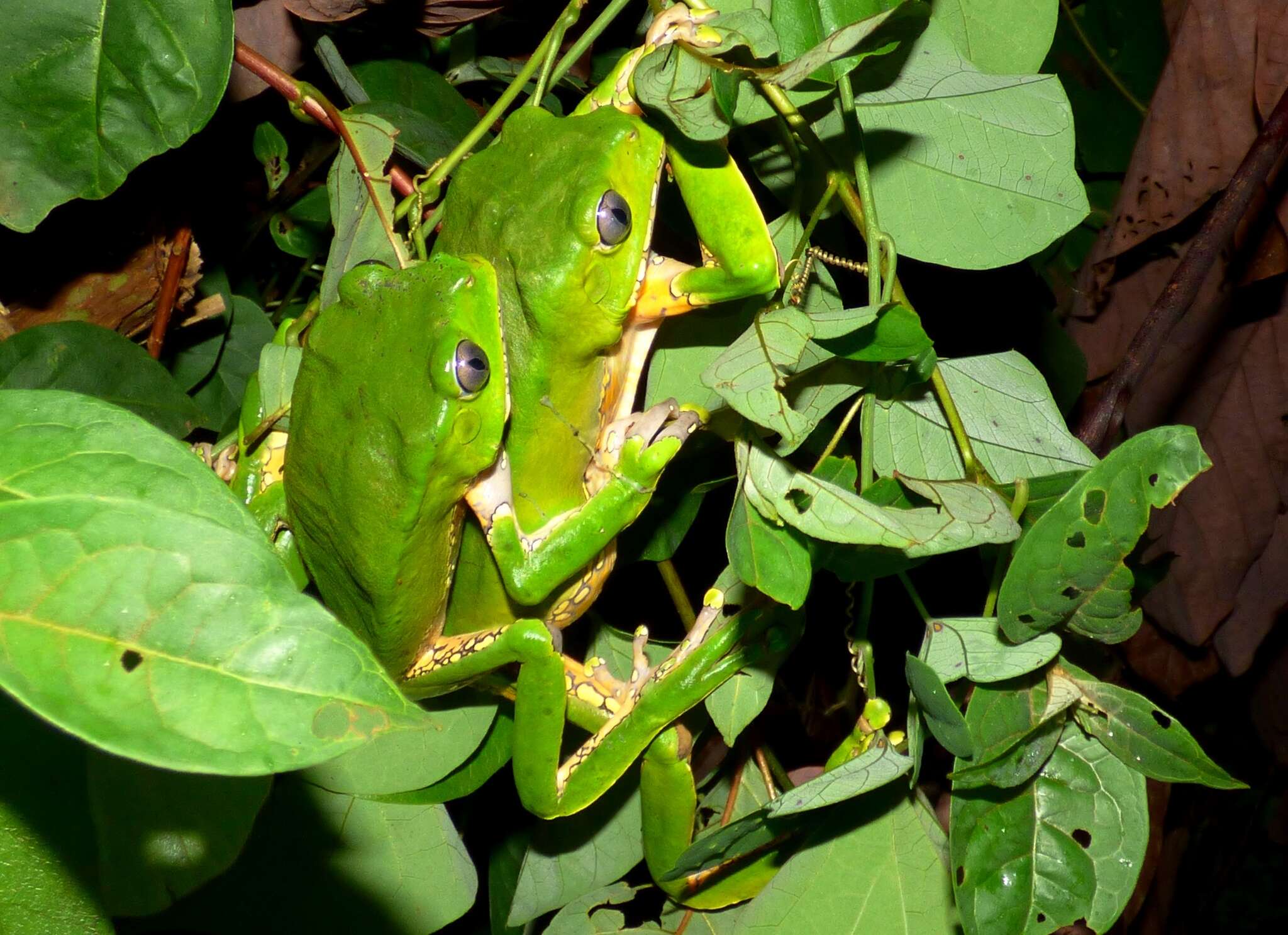 Image of Giant leaf frog