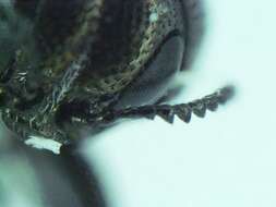 Image of Agrilus ventralis Horn 1891