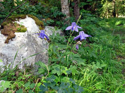 Image of Bulgarian Columbine