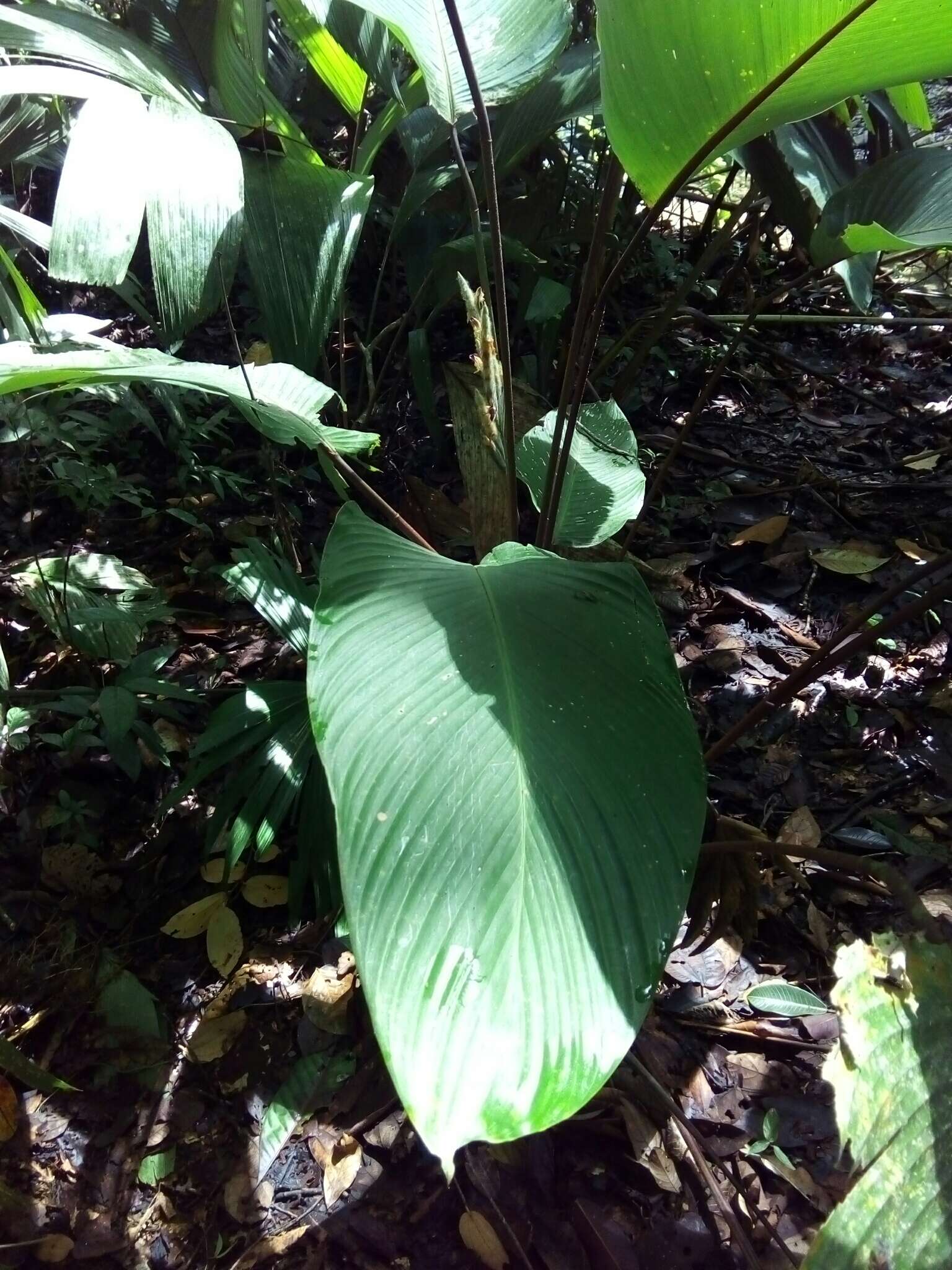 Image de Pleiostachya pruinosa (Regel) K. Schum.