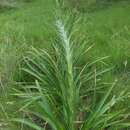 Plancia ëd Eryngium eburneum Decne.