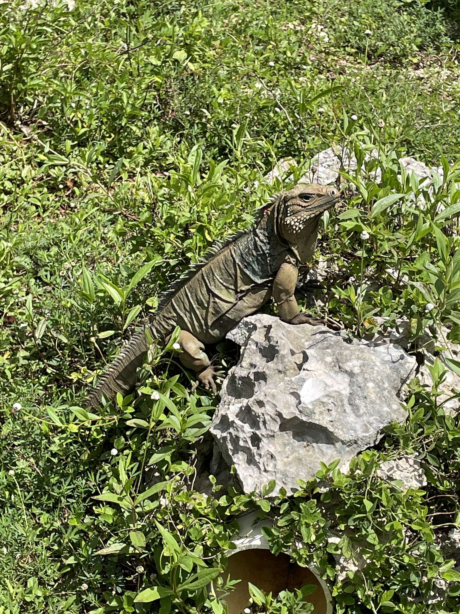 Cyclura lewisi Grant 1940 resmi