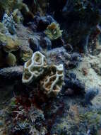 Image of Box Fire Coral