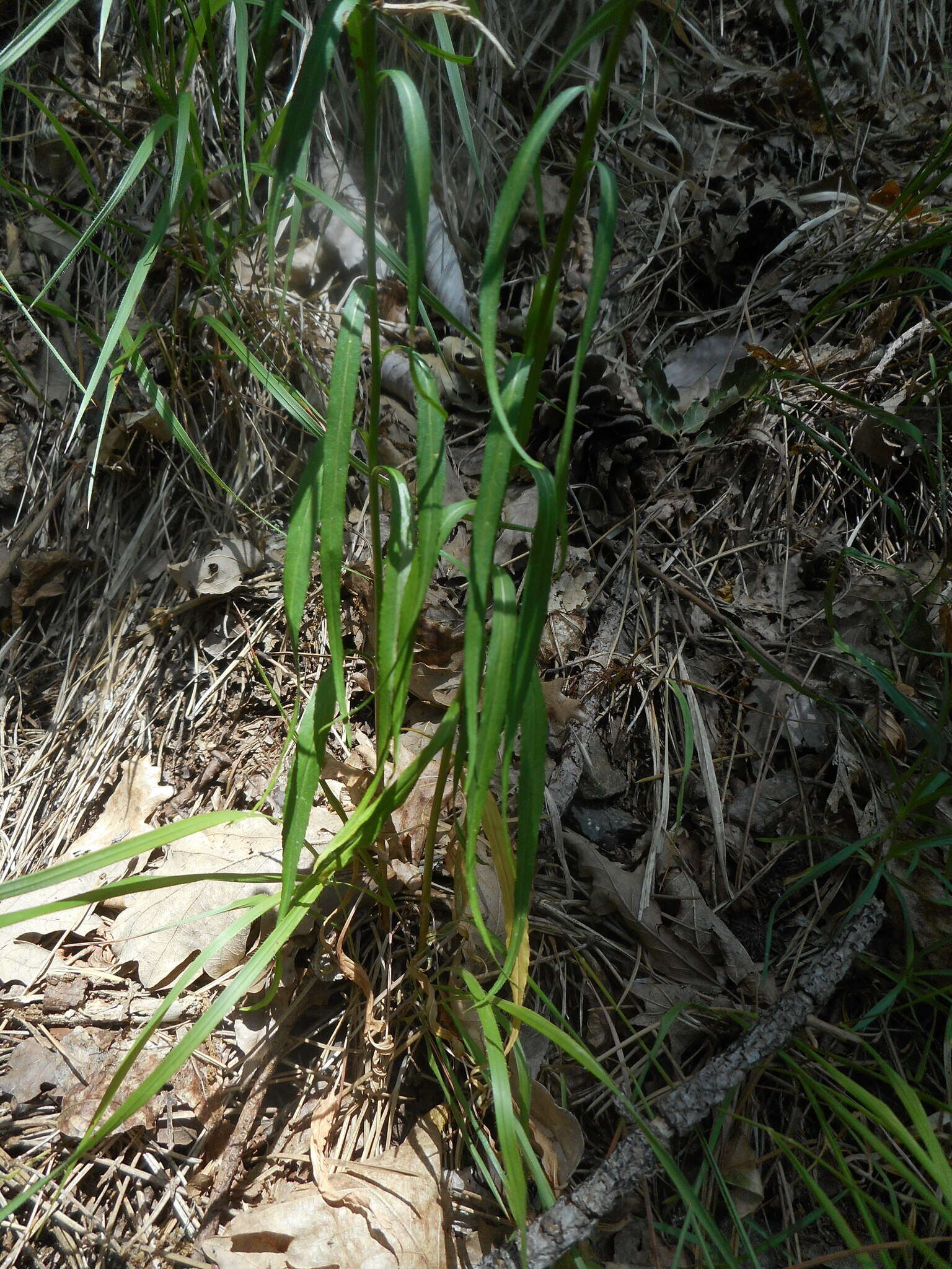 Image of Phyteuma scorzonerifolium Vill.