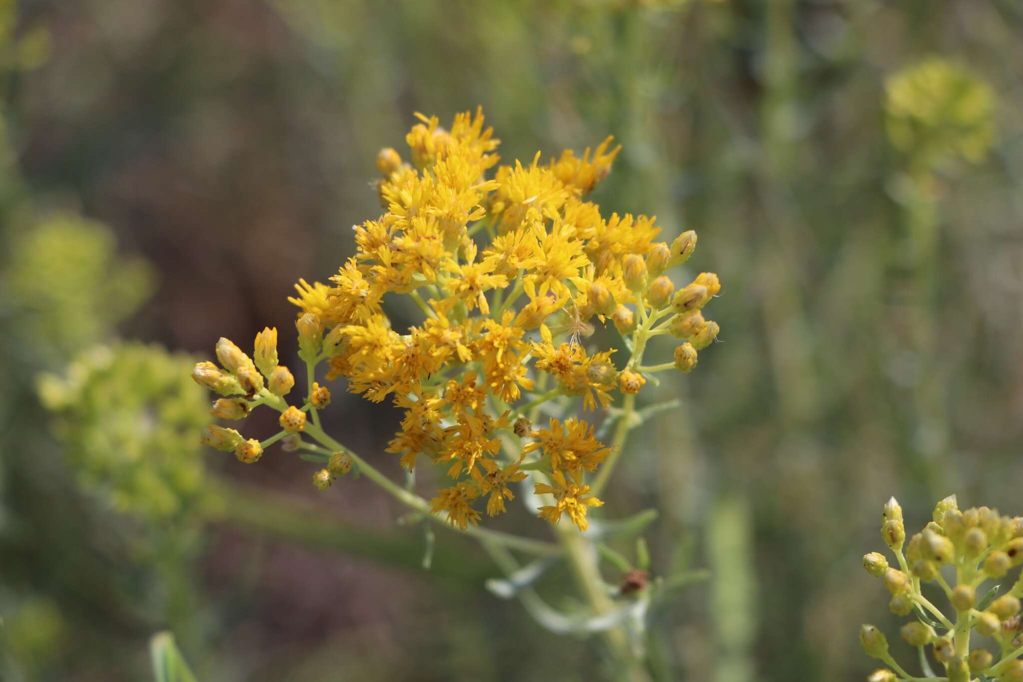 Image of southern goldenbush