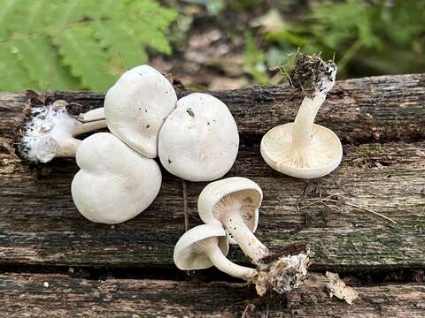 Image of Clitocybe phyllophila (Pers.) P. Kumm.