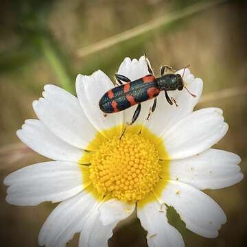 Image of <i>Trichodes leucopsideus</i>