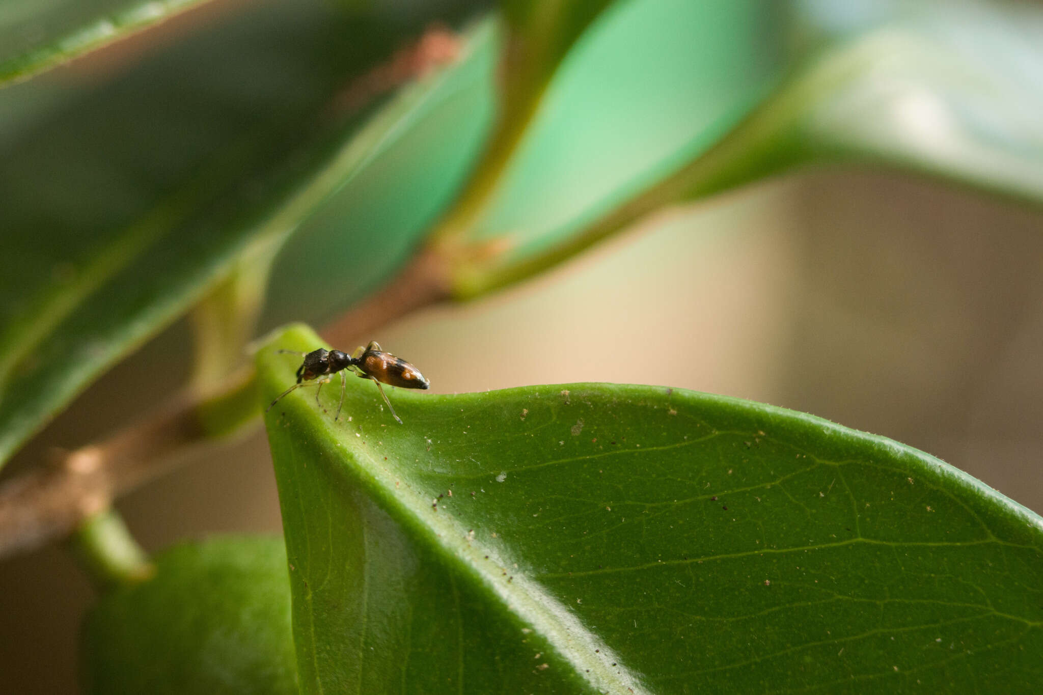 Image of Jumping spider