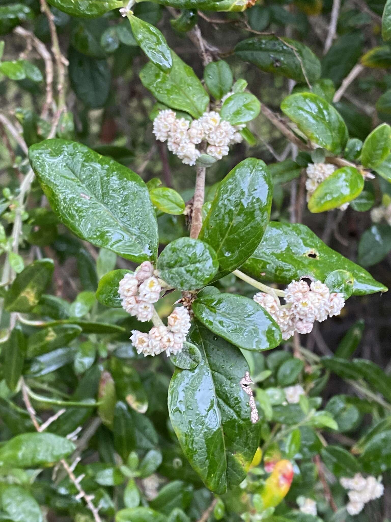 Imagem de Spyridium globulosum (Labill.) Benth.