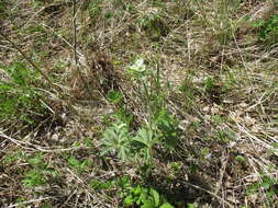 Imagem de Anemonastrum narcissiflorum subsp. crinitum (Juz.) Raus