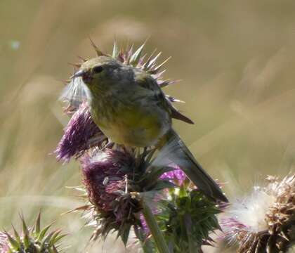 Image of Alpine Citril Finch