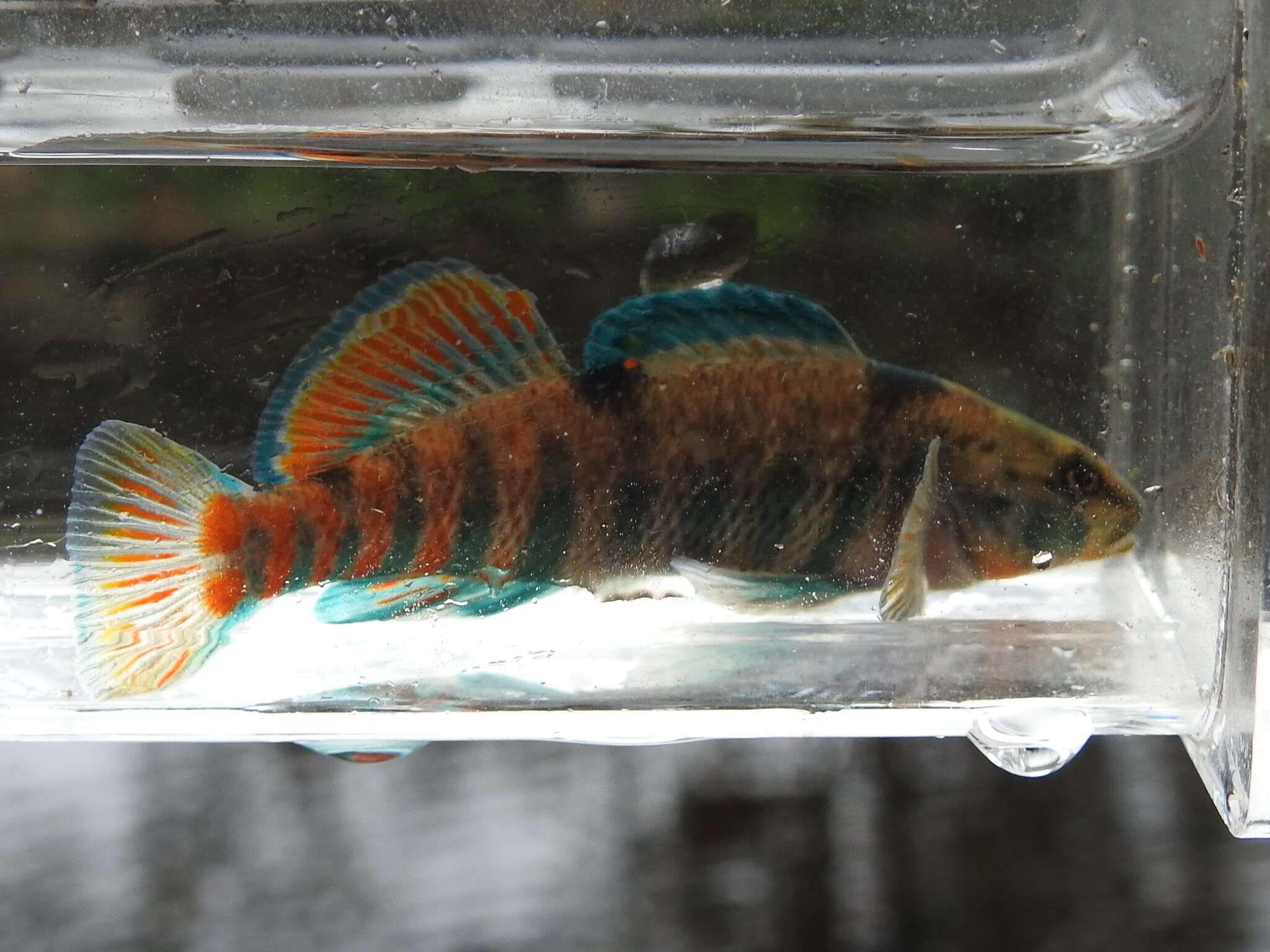 Image of Rainbow Darter