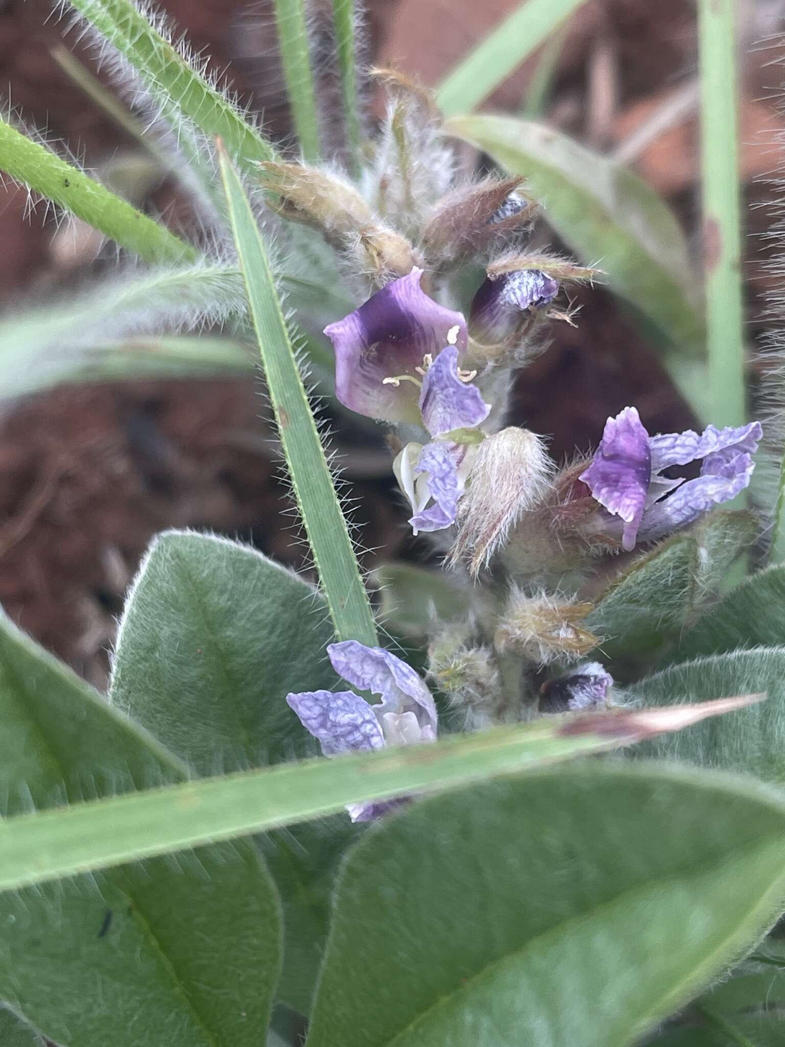 Image of Pearsonia grandifolia subsp. grandifolia