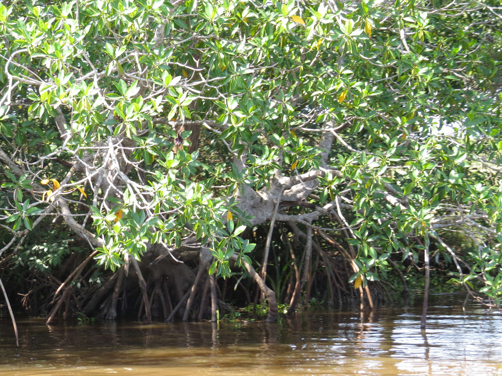 Image of red mangrove