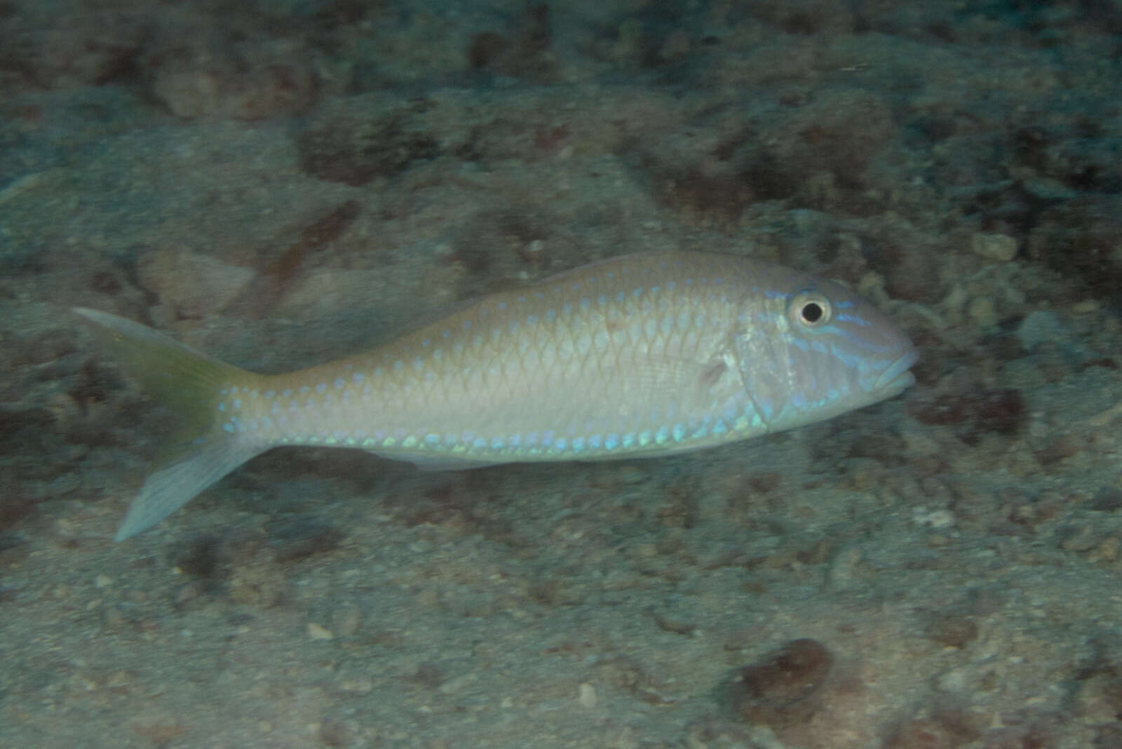 Image of Cinnabar goatfish