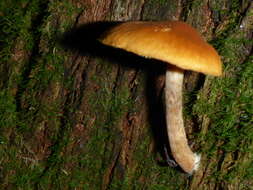 Image of Galerina marginata (Batsch) Kühner 1935