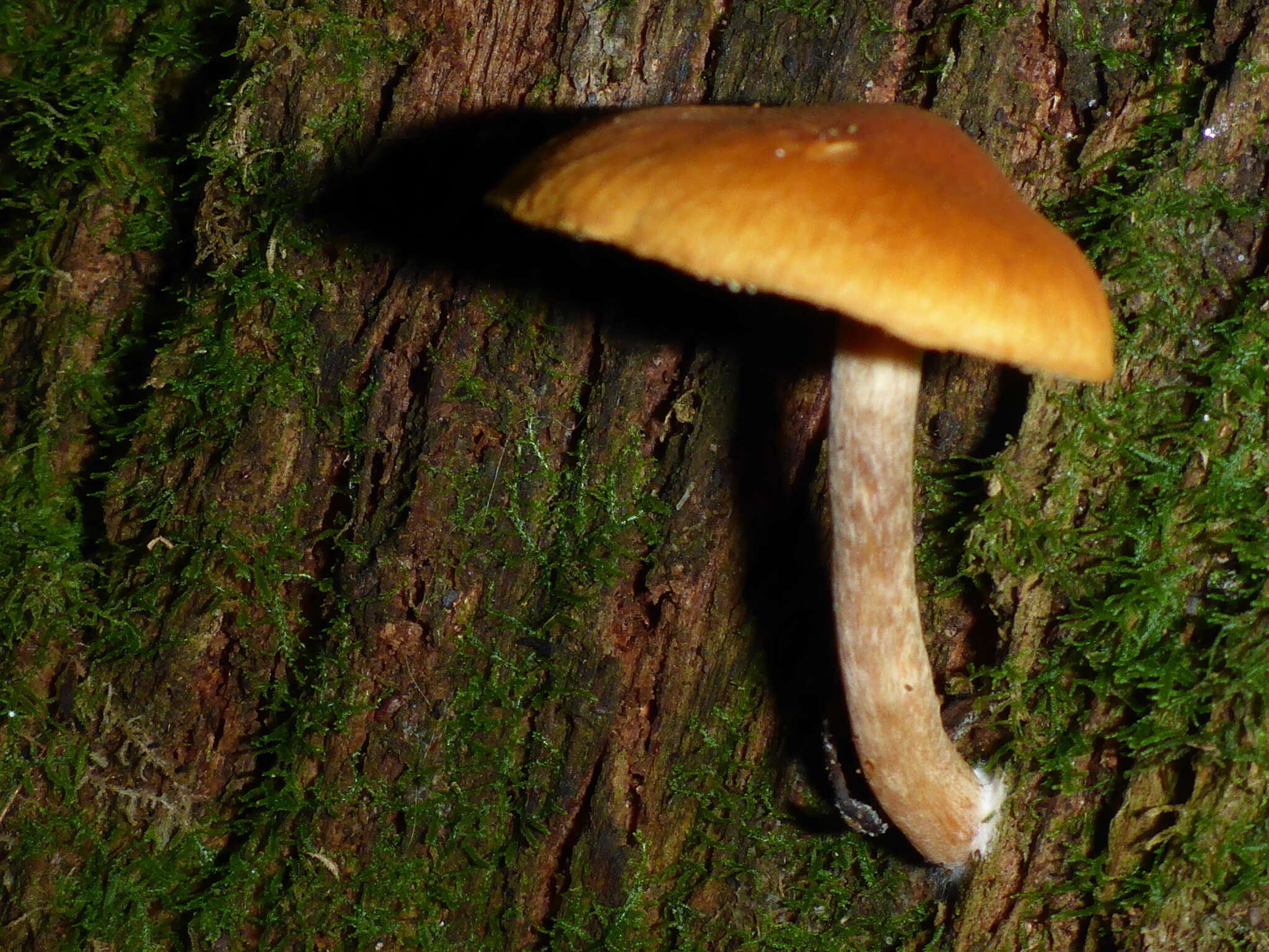 Image of Galerina marginata (Batsch) Kühner 1935