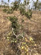 Plancia ëd Coelospermum reticulatum (F. Muell.) Benth.