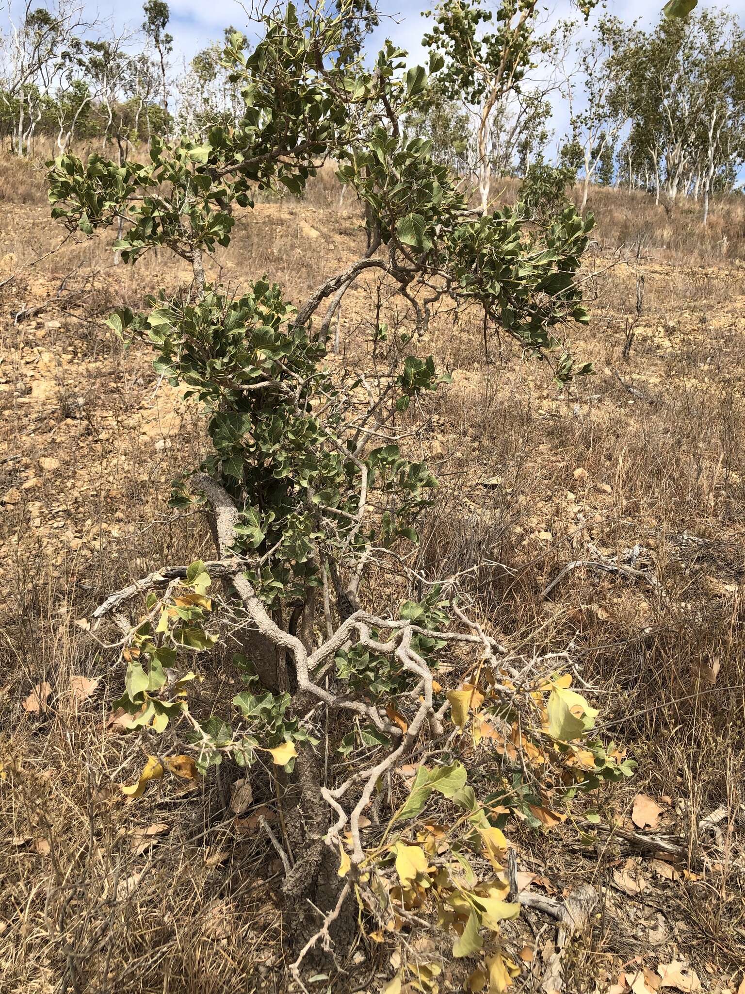 Plancia ëd Coelospermum reticulatum (F. Muell.) Benth.